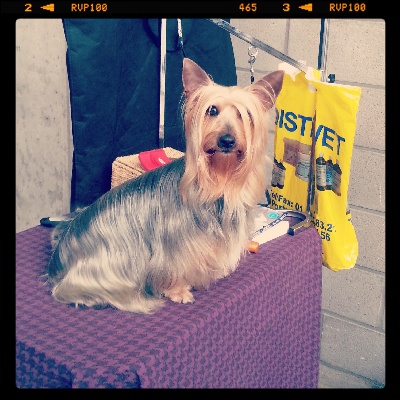 Satin's - Kortrijk 50th Eurodogshow