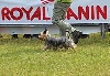  - Exposition canine Dieppe 2013